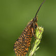 caddisfly201